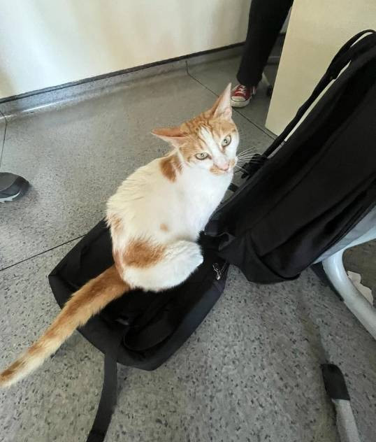 Öğrencilerin gözü önünde kediyi 5. kattan itti. Kedi Eros'un yankısı sürerken. Bu nasıl hoca - Resim: 4